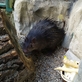 V Zoo Liberec celé léto komentované prohlídky 